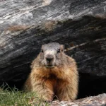 Groundhog Day