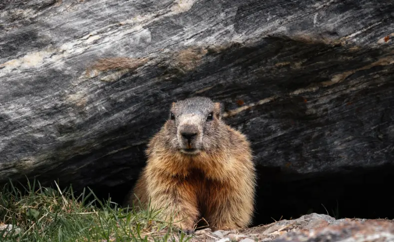 Groundhog Day