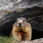 Groundhog Day