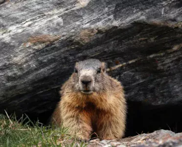 Groundhog Day