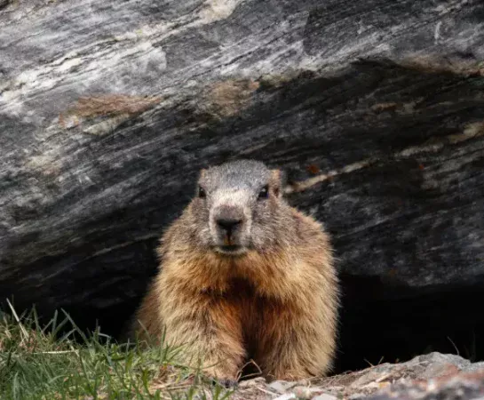 Groundhog Day