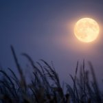 Harvest Moon