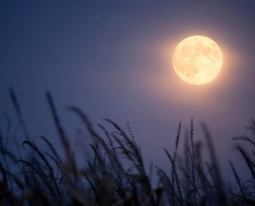 Harvest Moon
