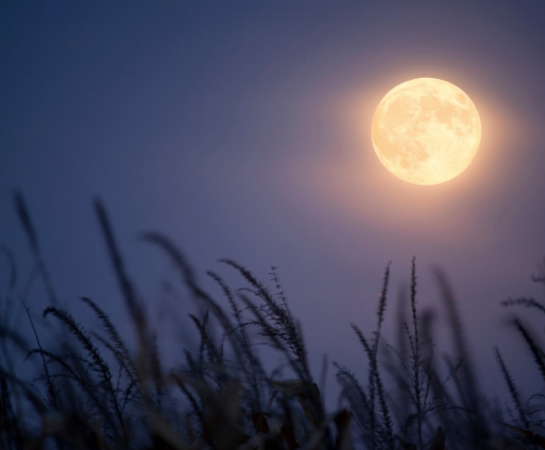Harvest Moon